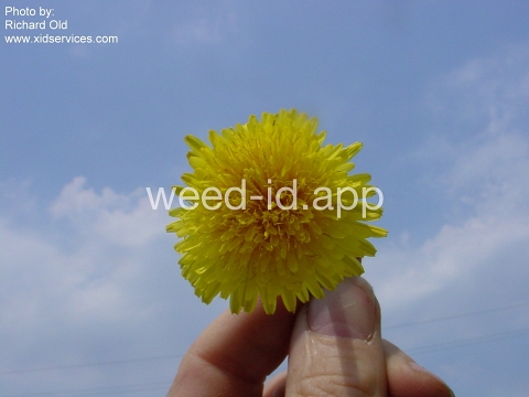 dandelion